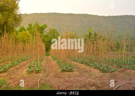 Gurke in eine Gurke Baum Feld Ernten Morgen. Stockfoto