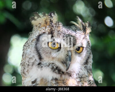 lange eared Eule in Bäumen hautnah Stockfoto