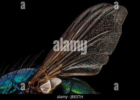 Flügel einer gemeinsamen grünen Flasche fliegen Stockfoto