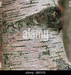 Oberflächendetails der Birke, Betula Pendel, Rinde. Stockfoto