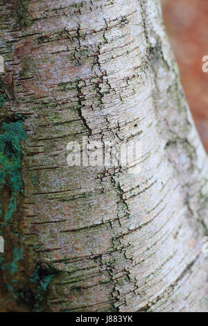 Oberflächendetails der Birke, Betula Pendel, Rinde. Stockfoto