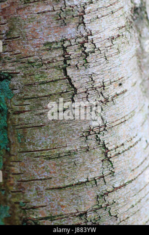 Oberflächendetails der Birke, Betula Pendel, Rinde. Stockfoto