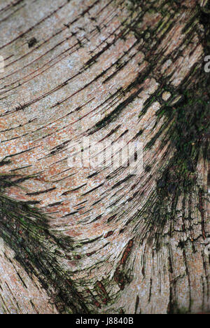 Oberflächendetails der Birke, Betula Pendel, Rinde. Stockfoto