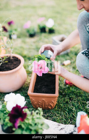 Frau Petunien Pflanzen in Blumentopf Stockfoto