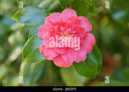 Camellia Japonica "Blood of China" Stockfoto