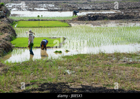 Arbeit in den Reisfeldern in Provinz Siem Reap, Kambodscha Stockfoto