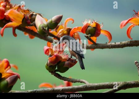 Eine Kastanie-angebundene Starling bekannt als Kath Shalik hocken auf der Kapok-Baum oder "Shimul" Baum im Frühling. Kaliganj, Gazipur, Bangladesch. Stockfoto