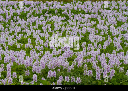 Wilde Blumen Hyazinthe neben der Dhaka-Mymensingh Autobahn in Gazipur genannt. Bangladesch Stockfoto