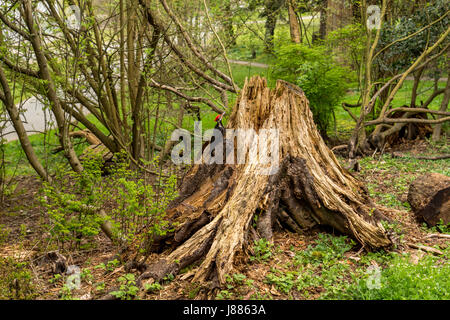 Einige off-Trail-Protokollierung durch einen sehr motivierten Pilleated Specht - in der Nähe der Tonhöhe n Putt Kurs im Stanley Park. Stockfoto