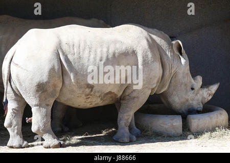 Das Breitmaulnashorn oder Quadrat-lippige Rhinoceros (Ceratotherium Simum). Stockfoto