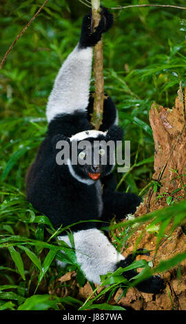 Indri sitzt auf einem Baum. Madagaskar. Mantadia Nationalpark. Stockfoto