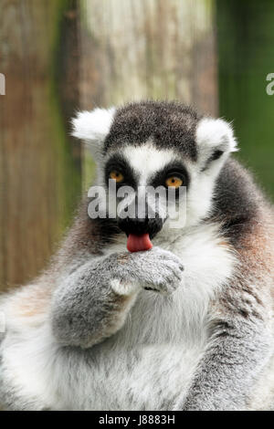 Katta am Kap kann County Zoo, Cape May Courthouse, New Jersey, USA Stockfoto