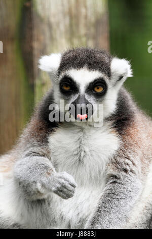 Katta am Kap kann County Zoo, Cape May Courthouse, New Jersey, USA Stockfoto