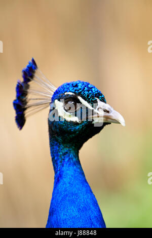 Indische Pfau Stockfoto