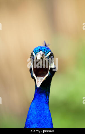 Indische Pfau Stockfoto