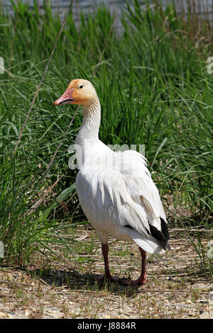 Eine Schnee-Gans, Chen Caerulescens, an der Edwin B. Forsythe National Wildlife Refuge, New Jersey, USA Stockfoto