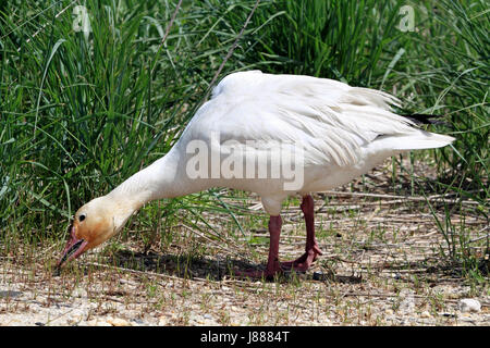 Eine Schnee-Gans, Chen Caerulescens, an der Edwin B. Forsythe National Wildlife Refuge, New Jersey, USA Stockfoto