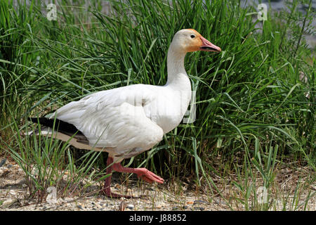 Eine Schnee-Gans, Chen Caerulescens, an der Edwin B. Forsythe National Wildlife Refuge, New Jersey, USA Stockfoto