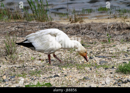 Eine Schnee-Gans, Chen Caerulescens, an der Edwin B. Forsythe National Wildlife Refuge, New Jersey, USA Stockfoto