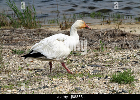 Eine Schnee-Gans, Chen Caerulescens, an der Edwin B. Forsythe National Wildlife Refuge, New Jersey, USA Stockfoto