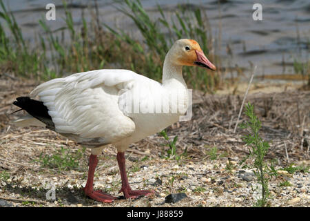 Eine Schnee-Gans, Chen Caerulescens, an der Edwin B. Forsythe National Wildlife Refuge, New Jersey, USA Stockfoto