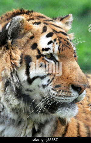 Ein Sibirischer Tiger oder Amur-Tiger, Panthera Tigris altaica Stockfoto