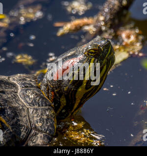 Eine invasive rot eared Slider Schildkröte versteckt sich in der Nähe von Lost Lagoon im Stanley Park Stockfoto