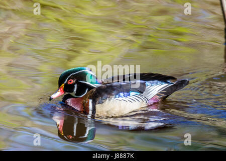 Eine männliche Brautente Lost Lagoon im Stanley Park. Stockfoto