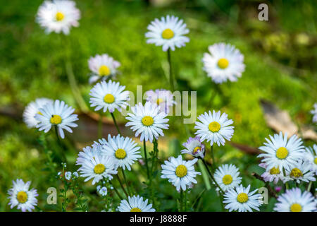 Rasen-Gänseblümchen im Stanley Park in Vancouver BC Stockfoto
