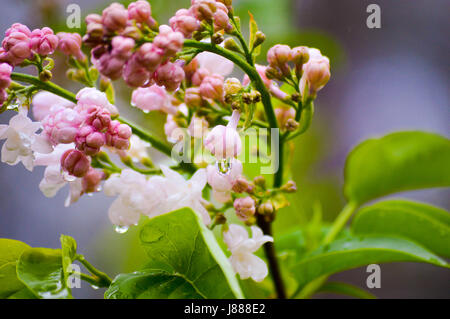 Neue Blüten auf einem weißen Flieder Baum Stockfoto