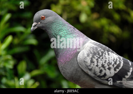 Verwilderte Tauben füttern am Futtertisch im städtischen Hausgarten. Stockfoto