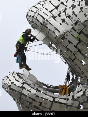 Embargo auf 0001 Montag Mai 29 Rope Access Techniker John Benson führt die erste Gesundheit auf Kelpies in Falkirk überprüfen, sobald er sich ihren dritten Geburtstag. Stockfoto