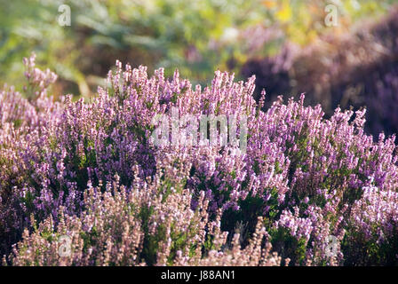 Hautnah auf rosa Heidekraut blüht auf 28 Aug bei Hathersage Moor, Peak District, UK Stockfoto