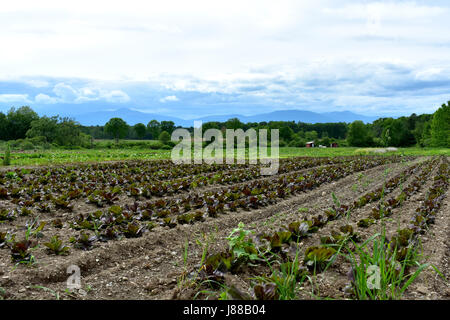 Neu gepflanzten Salat in frischen Rasen wächst in Bauern Feld. Stockfoto