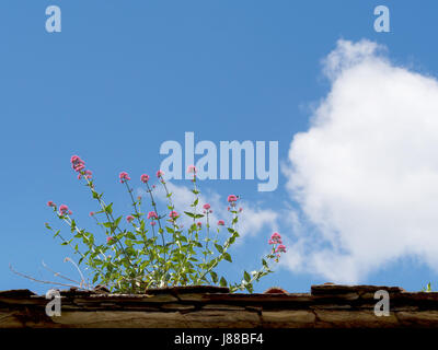 Valeriana Officinalis. Heilpflanze. Stockfoto