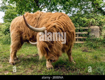 Hochlandrinder in North Norfolk. Stockfoto