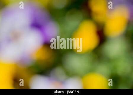 bunte Natur verwischt Hintergrund Frühling Stockfoto