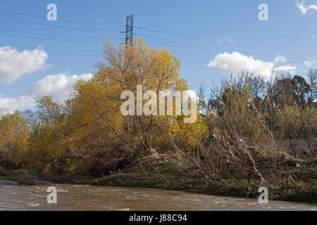 Bäume in der Mitte des Los Angeles River zwischen Atwater und Silver Lake, Kalifornien Stockfoto