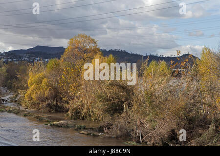 Bäume in der Mitte des Los Angeles River zwischen Silver Lake und Atwater, Kalifornien Stockfoto
