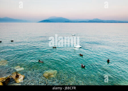 Schöne Schwäne und Enten auf dem Wasser des Gardasees, Sirmione, Italien Stockfoto