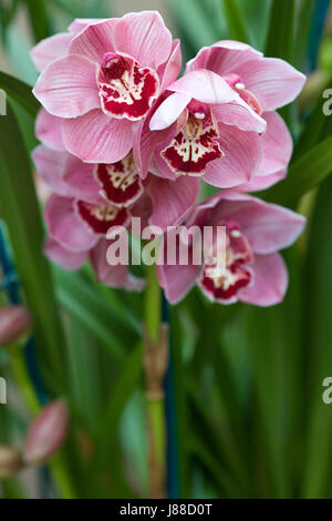 Cymbidium Loch helfen Hamsey Orchidee wächst in einem Gewächshaus Stockfoto