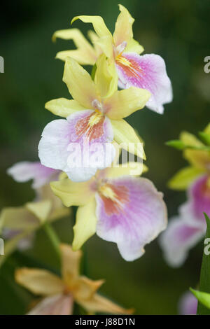 Miltonia Sonnenuntergang Anbau im Gewächshaus Stockfoto