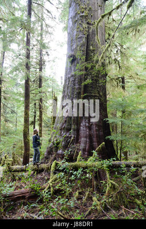 Eine weibliche Umweltschützer steht neben einem alten alten Wachstum westliche rote Zeder in einem Regenwald auf Vancouver Island, British Columbia, Kanada. Stockfoto