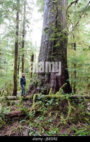 Eine weibliche Umweltschützer steht neben einem alten alten Wachstum westliche rote Zeder in einem Regenwald auf Vancouver Island, British Columbia, Kanada. Stockfoto