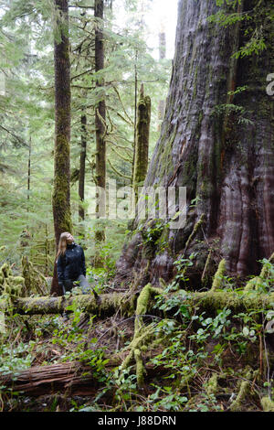 Eine weibliche Umweltschützer steht neben einem alten alten Wachstum westliche rote Zeder in einem Regenwald auf Vancouver Island, British Columbia, Kanada. Stockfoto