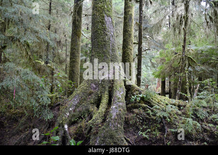 Ein Moos bedeckt westliche rote Zeder wächst auf einem faulenden Krankenschwester-Protokoll in einer uralten Regenwald auf Vancouver Island, British Columbia, Kanada. Stockfoto