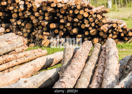 Kiefer einloggt Pfähle, sonnigen Frühlingstag Stockfoto