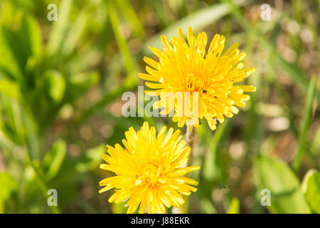 Gelber Löwenzahn Makro auf grünem Hintergrund jedoch unscharf. Stockfoto