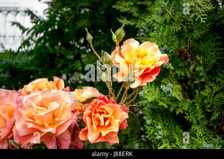 Orange Rosen auf ihre Bäume in der serbischen Landschaft, grüne Bäumen kann im Hintergrund Bild von orange Rosen auf ihrem Baum zu sehen, hautnah Stockfoto