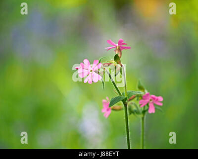 kleine rosa Blüten von Primula Farinosa, Vogelperspektive Primrose vor diffusem Hintergrund der Wildblumenwiese in Cumbria, England, UK Stockfoto